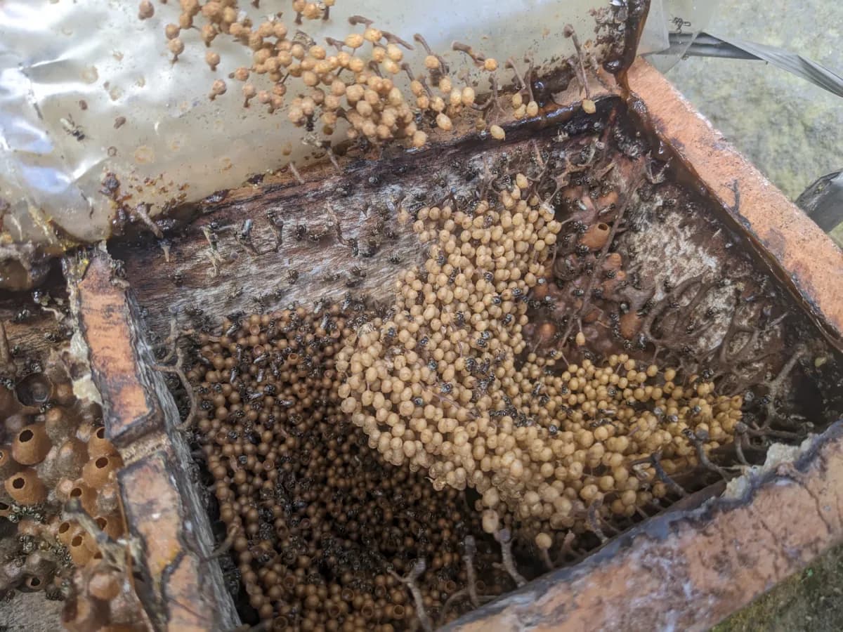 Gambar galeri: Sarang Madu Kele Asli Kayu Sarang Madu Kele Asli Kayu