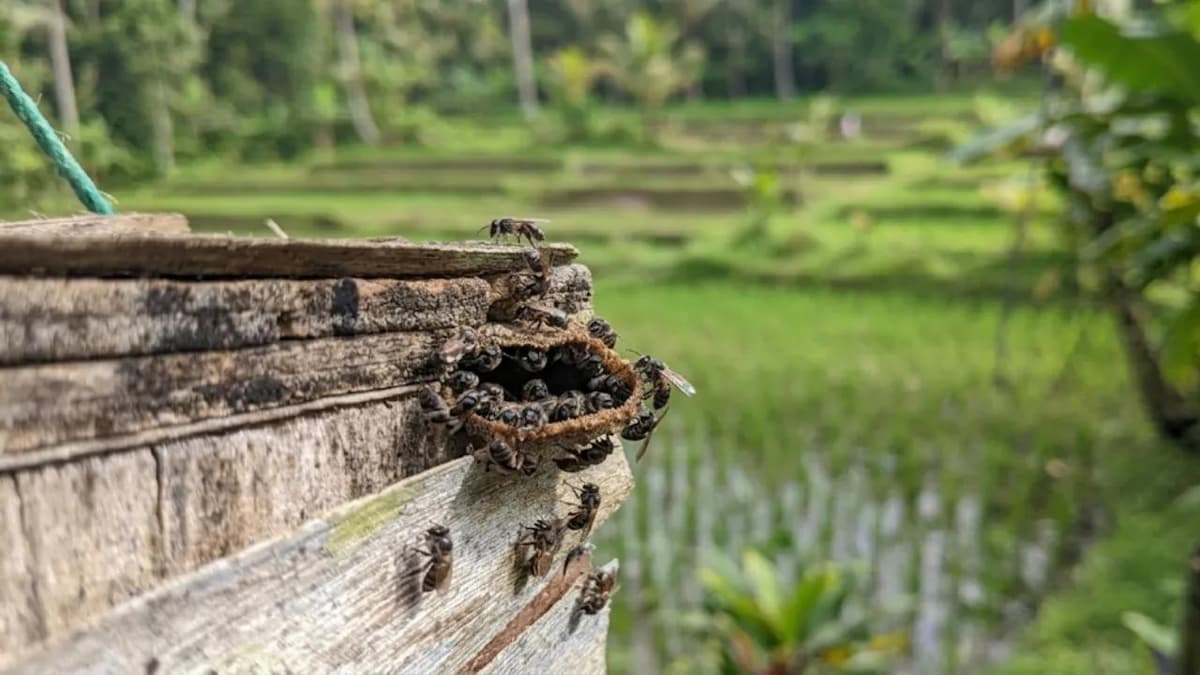 Madu Kele Bali: Panduan Lengkap Lebah Tanpa Sengat 2026